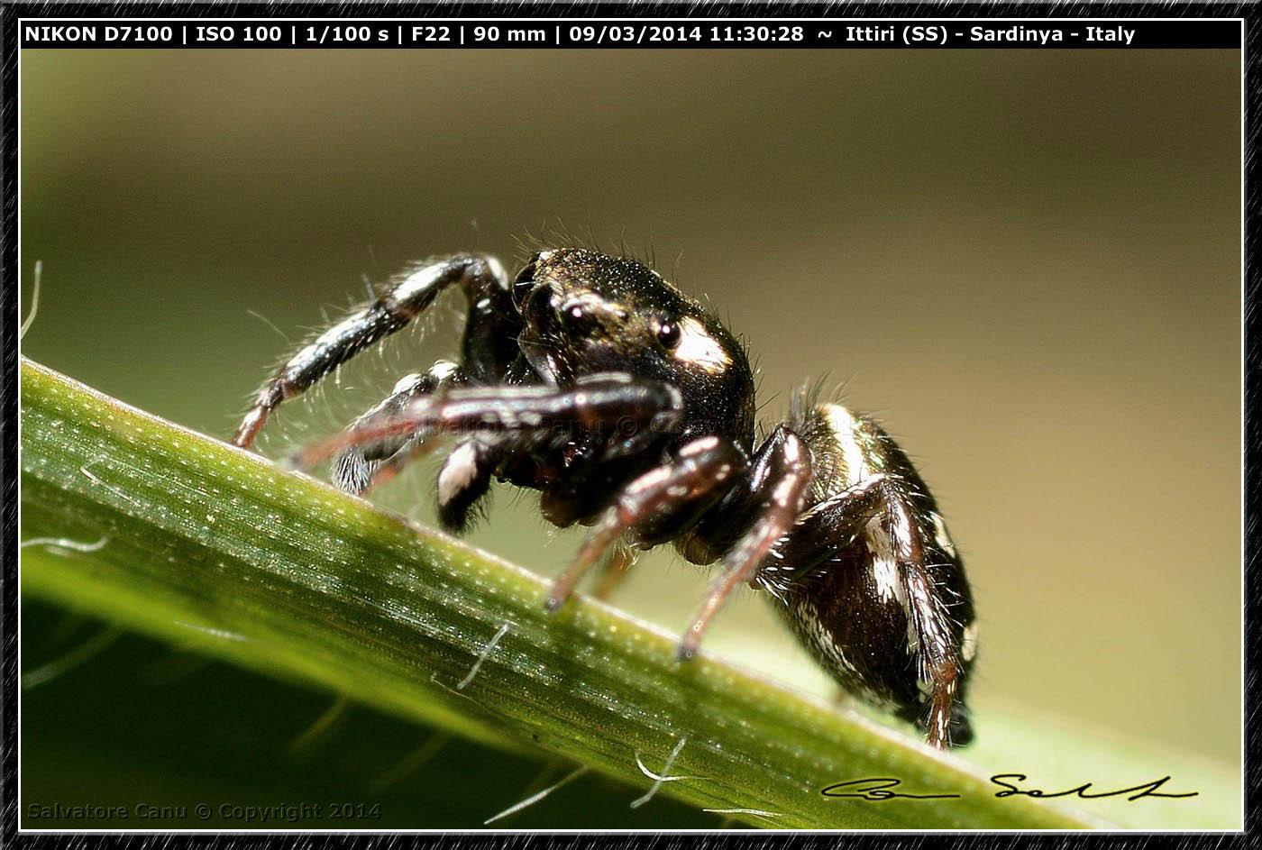 Heliophanus apiatus - Ittiri (SS)